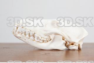 Skull photo reference 0065